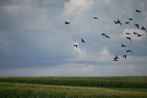 Birds Flying High Green Field — ストック写真