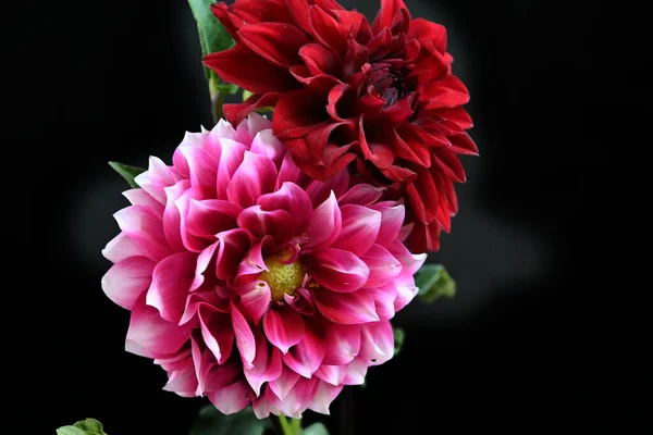 Närbild Vackra Rosa Krysantemum — Stockfoto