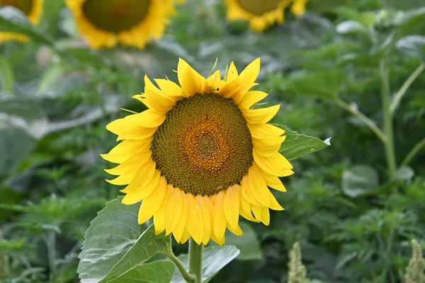 Beautiful Yellow Sunflowers Blooming Field — Stock Photo, Image
