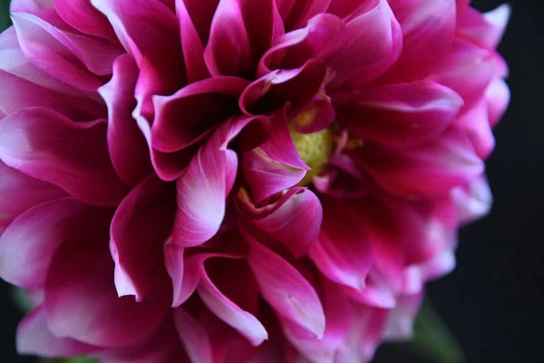 Close Beautiful Pink Chrysanthemum — Stock Photo, Image