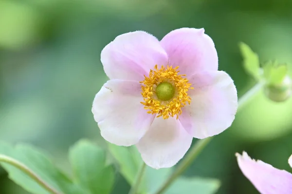 Bela Flor Crescendo Livre Conceito Verão Vista Perto — Fotografia de Stock