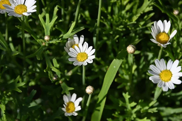 Flores Bonitas Crescendo Livre Conceito Verão Vista Próxima — Fotografia de Stock