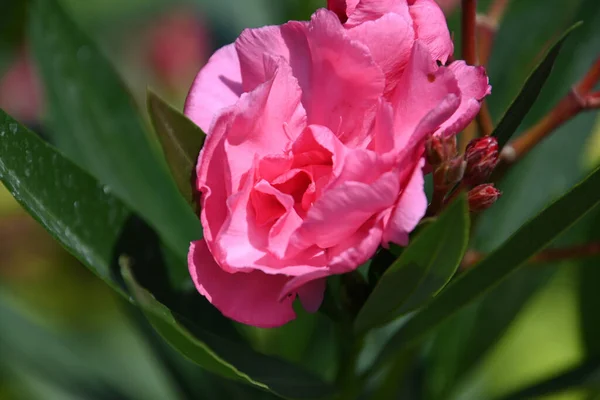 Gyönyörű Virág Szabadban Nyári Koncepció Közelről — Stock Fotó