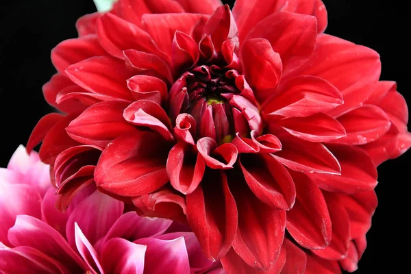 Aproape Crizantema Roz Frumos — Fotografie, imagine de stoc