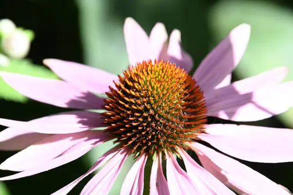 Hermosa Flor Que Crece Aire Libre Concepto Verano Vista Cercana Imagen de archivo