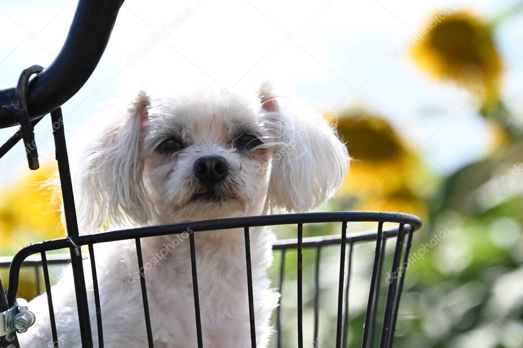 cute dog having fun in bicycle basket outdoor at summer day