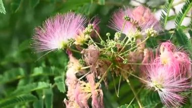 Açık havada büyüyen güzel çiçekli ağaç dalı, yaz konsepti, yakın manzara  
