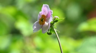 Açık havada yetişen güzel çiçekler, yaz konsepti, yakın manzara.  