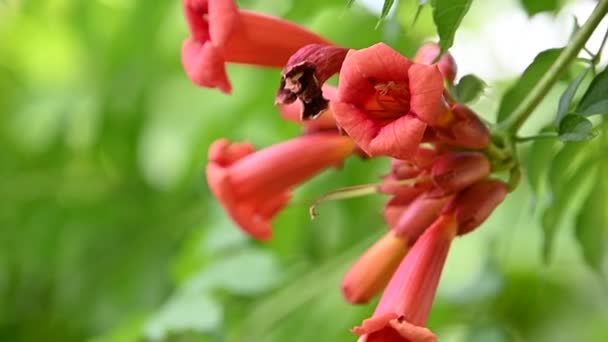 Vackra Blommor Växer Utomhus Sommar Koncept Nära Utsikt — Stockvideo