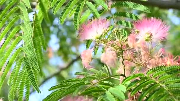 Ramo Árvore Com Belas Flores Crescendo Livre Conceito Verão Vista — Vídeo de Stock