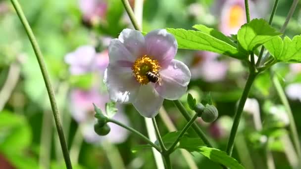 Belas Flores Crescendo Jardim Verão Dia Ensolarado — Vídeo de Stock