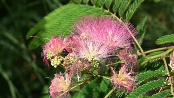 Baumzweig Mit Schönen Blumen Die Freien Wachsen Sommerkonzept Nahsicht — Stockvideo