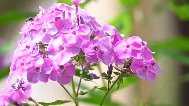 Flores Bonitas Crescendo Livre Conceito Verão Vista Próxima — Vídeo de Stock