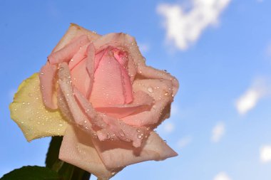 Mavi arka planda güzel çiçekler