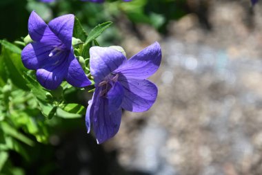 Dışarıda yetişen güzel çiçekler, yaz konsepti, yakın manzara.  