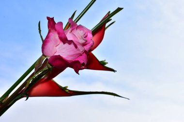 Mavi arka planda güzel çiçekler