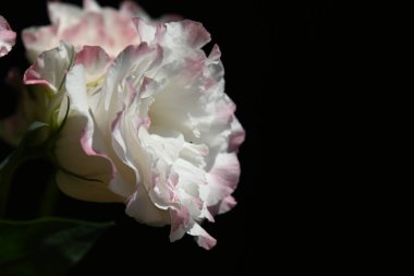 Karanlık arka planda güzel Eustoma çiçekleri, yaz konsepti, yakın görüş  