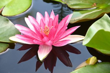 Güzel çiçek açan nilüfer çiçekleri yaz günü gölette büyür. 