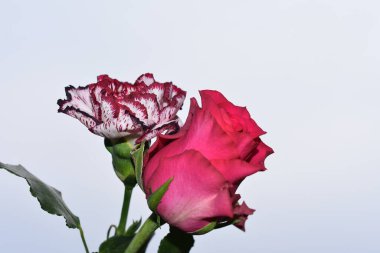 Mavi arka planda güzel çiçekler