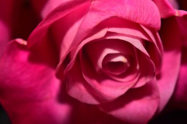 Koyu arkaplanda güzel bir gül, yaz konsepti, yakın görüş  