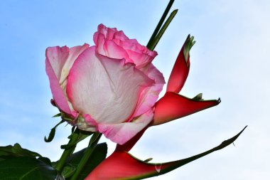 Mavi arka planda güzel çiçekler