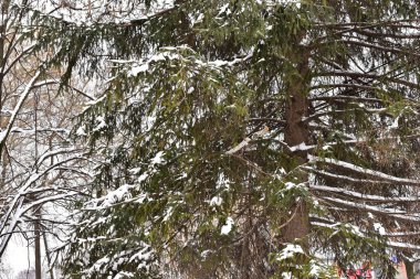 Kış günü parkta karla kaplı ağaç dalları 