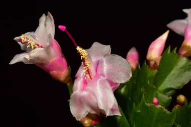 Koyu arka planda güzel aralık çiçekleri, yaz konsepti, yakın görüş  