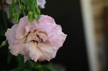 Karanlık arka planda güzel Eustoma çiçekleri, yaz konsepti, yakın görüş  