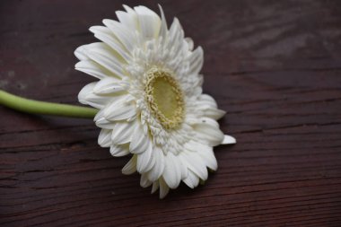 Güzel Gerbera koyu arkaplan, yaz konsepti, yakın görüş   