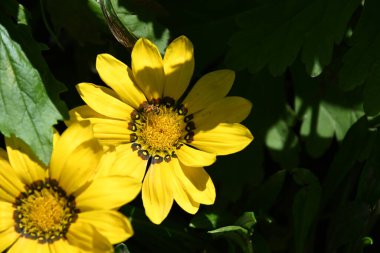 Dışarıda yetişen güzel çiçekler, yaz konsepti, yakın manzara.  