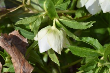 Bulanık arkaplanda güzel çiçekler, yaz konsepti, yakın görüş  
