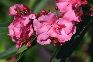 Dışarıda yetişen güzel çiçekler, yaz konsepti, yakın manzara.  