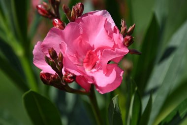 Dışarıda yetişen güzel çiçekler, yaz konsepti, yakın manzara.  