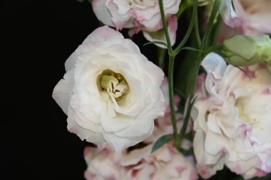 Karanlık arka planda güzel Eustoma çiçekleri, yaz konsepti, yakın görüş  