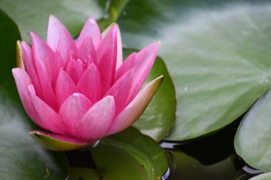 Güzel çiçek açan nilüfer çiçekleri yaz günü gölette büyür. 