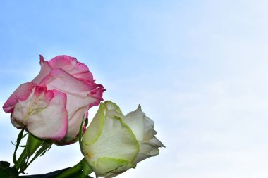 Mavi arka planda güzel çiçekler