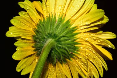 Güzel Gerbera koyu arkaplan, yaz konsepti, yakın görüş  
