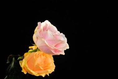 Koyu arkaplanda güzel çiçekler, yaz konsepti, yakın manzara  