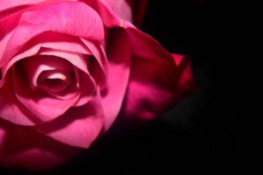 Koyu arkaplanda güzel bir gül, yaz konsepti, yakın görüş  