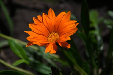 Açık havada yetişen güzel çiçekler, yaz konsepti, yakın manzara.  