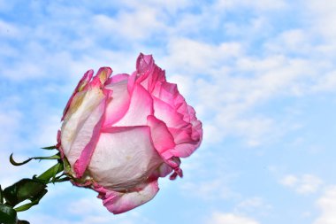 Güzel pembe gül mavi gökyüzü arka planında