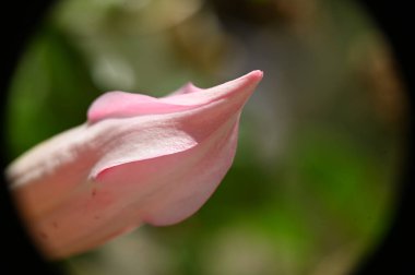 Açık havada yetişen güzel çiçekler, yaz konsepti, yakın manzara.  