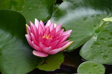 Güzel çiçek açan nilüfer çiçekleri yaz günü gölette büyür. 