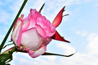 Mavi arka planda güzel pembe çiçekler