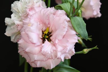 Karanlık arka planda güzel Eustoma çiçekleri, yaz konsepti, yakın görüş  