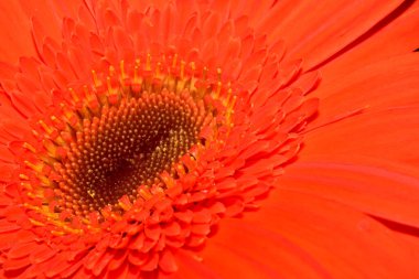 Güzel Gerbera koyu arkaplan, yaz konsepti, yakın görüş  