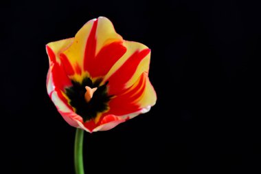 Karanlık arka planda güzel lale çiçeği, yaz konsepti, yakın görüş  