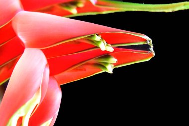 Koyu arkaplanda güzel çiçekler, yaz konsepti, yakın manzara  