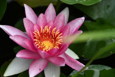 Güzel çiçek açan nilüfer çiçekleri yaz günü gölette büyür. 