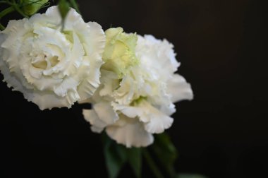 Karanlık arka planda güzel Eustoma çiçekleri, yaz konsepti, yakın görüş  